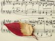 autumnal melody
