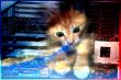 abstract background with scene kitty