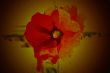abstract background with scene flower