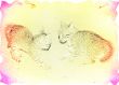 abstract background with varicoloured cat