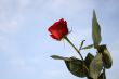 Red rose in blue sky