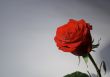 Rose on gray