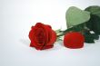 Red rose and present