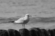 The lonely seagull