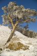 Snowy winter tree.