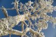 Snowy winter tree.