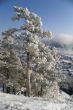 Winter landscape