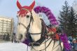 The white horse in a colourful costume.