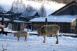 Cow and snow in Altai in winter