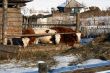 Cow and snow in Altai in winter