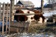 Cow and snow in Altai in winter