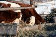Cow and snow in Altai in winter