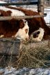 Cow and snow in Altai in winter