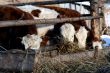Cow and snow in Altai in winter