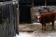 Cow and snow in Altai in winter