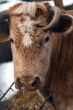 Cow and snow in Altai in winter