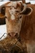 Cow and snow in Altai in winter