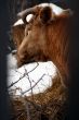 Cow and snow in Altai in winter