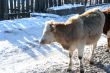 Cow and snow in Altai in winter