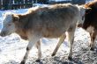 Cow and snow in Altai in winter