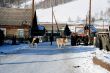 Cow and snow in Altai in winter