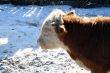 Cow and snow in Altai in winter