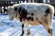 Cow and snow in Altai in winter