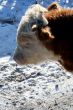 Cow and snow in Altai in winter