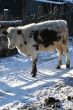 Cow and snow in Altai in winter