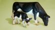 miniature cow and calf
