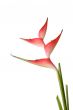 Beautiful helicon flower
