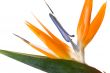 Exotic flower