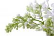 White blossom