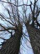 Two trees in winter park
