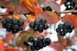 Black Ashberry In Autumn Season