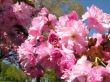 Cherry tree branch in spring bloom