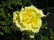 Texture of a yellow rose