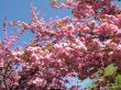 Cherry tree branch in spring bloom