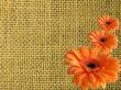 Texture from canvas with three orange daisies