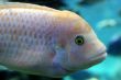 Fish Swimming
