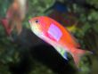 Fish Swimming