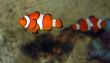 Fish Swimming