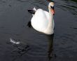 Swan And A Feather