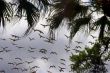 Flying Birds