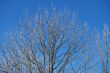 Winter Tree