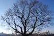 Winter bare pompous tree`s branches