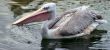 Pelican