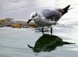 Seagull Reflection