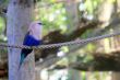 Bird on Rope