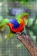 Bird ready to fly